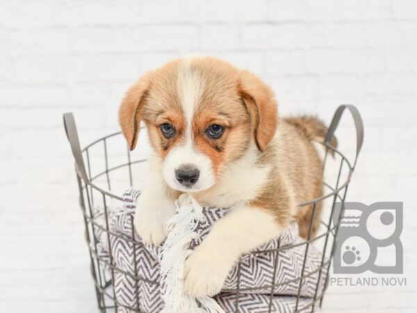 Pembroke Welsh Corgi DOG Male Sable & White 33284 Petland Novi, Michigan