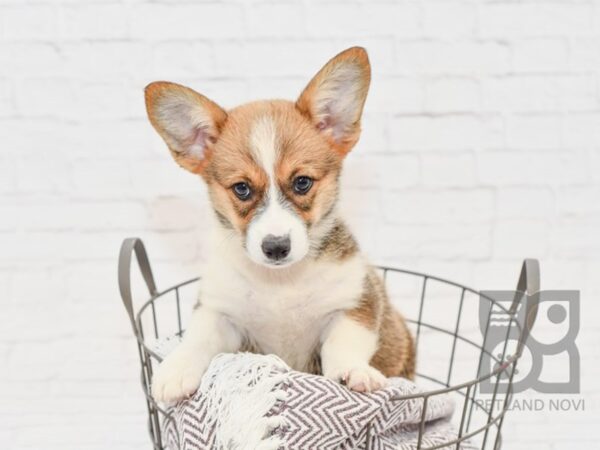 Pembroke Welsh Corgi DOG Female Sable & White 33285 Petland Novi, Michigan