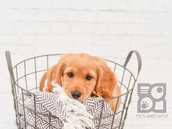 Dachshund DOG Male Isabella 33286 Petland Novi, Michigan