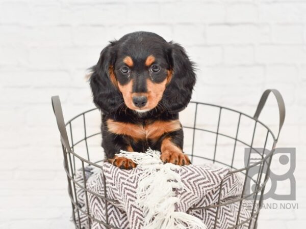 Dachshund DOG Female Blk Tan Dappled 33287 Petland Novi, Michigan