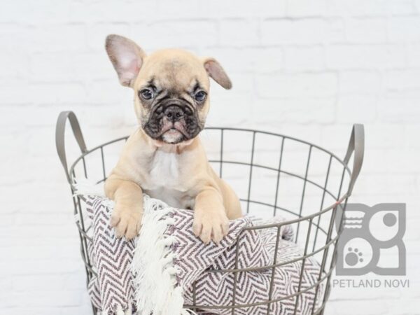 French Bulldog-DOG-Female-Fawn Blk Mask-33288-Petland Novi, Michigan