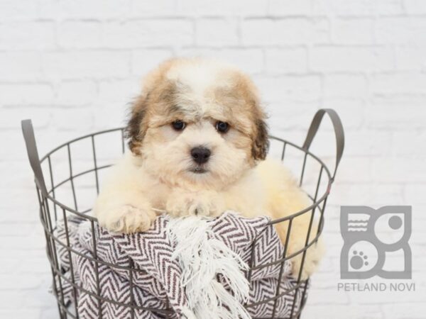 Teddy-DOG-Male-Brown and White-33289-Petland Novi, Michigan