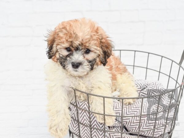 Teddy DOG Male Brown and White 33290 Petland Novi, Michigan