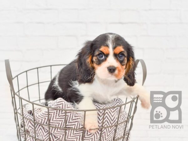 Cavalier King Charles Spaniel-DOG-Male-TRI-33291-Petland Novi, Michigan