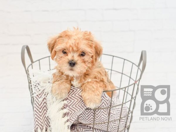 Shorkie DOG Male BEIGE 33292 Petland Novi, Michigan