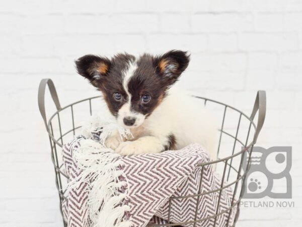 Papillon DOG Male SABLE WHITE 33294 Petland Novi, Michigan