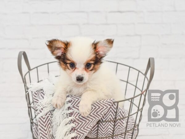 Papillon-DOG-Male-tri-33295-Petland Novi, Michigan