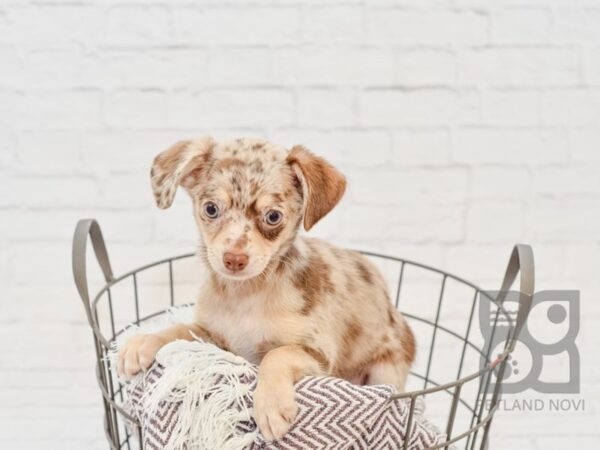 Chihuahua-DOG-Male-CHOC MERLE-33296-Petland Novi, Michigan