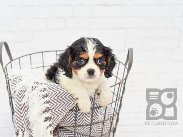 Cavalier King Charles Spaniel DOG Female TRI 33298 Petland Novi, Michigan