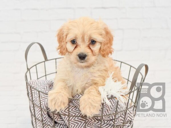 Cavachon DOG Female BLENHEIM 33299 Petland Novi, Michigan