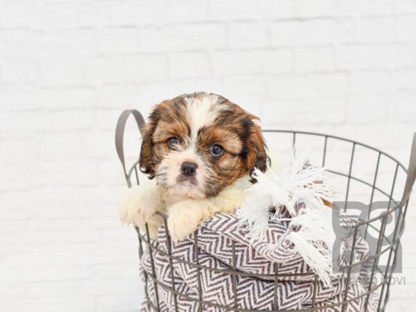 Cava Tzu DOG Male brown white 33300 Petland Novi, Michigan