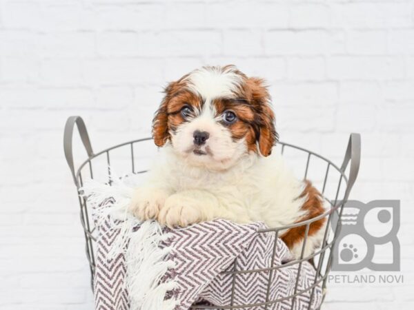 Cava Tzu DOG Male brown white 33301 Petland Novi, Michigan