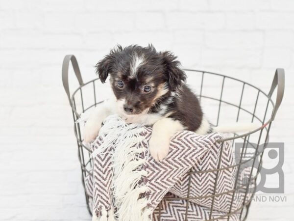 Chihuahua DOG Male BLK WHITE 33302 Petland Novi, Michigan