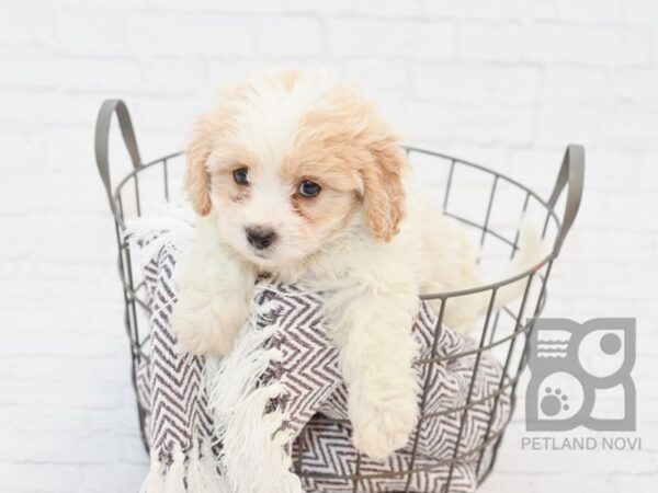 Cavachon DOG Male BLENHEIM 33303 Petland Novi, Michigan