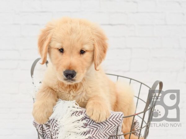 Golden Retriever-DOG-Male-Golden-33304-Petland Novi, Michigan