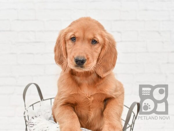 Golden Retriever DOG Female Golden 33306 Petland Novi, Michigan