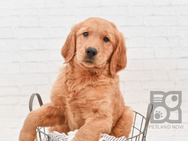 Golden Retriever DOG Male Golden 33307 Petland Novi, Michigan