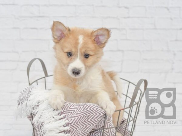 Aussie Mo DOG Male Sable White 33308 Petland Novi, Michigan