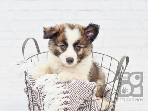 Aussie Mo DOG Male Silver & White 33309 Petland Novi, Michigan