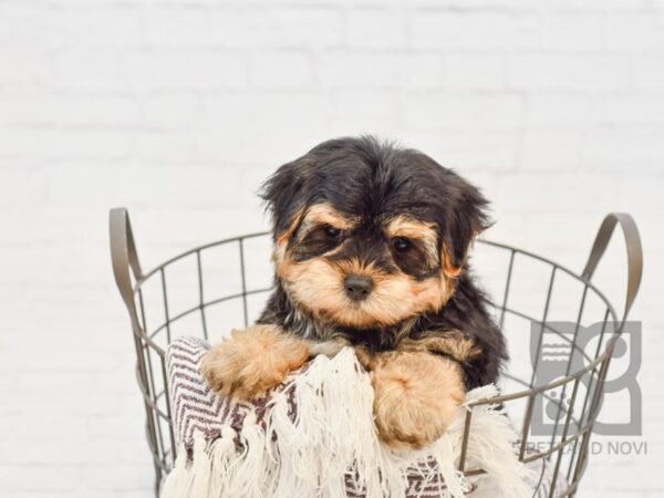 Morkie DOG Male BLK TAN 33310 Petland Novi, Michigan