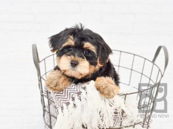 Morkie DOG Male BLK TAN 33311 Petland Novi, Michigan