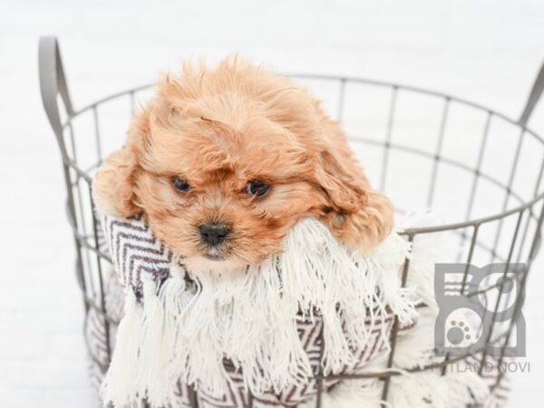 Cavachon DOG Female RED 33312 Petland Novi, Michigan