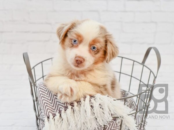 Miniature Australian Shepherd DOG Female RED MERLE 33313 Petland Novi, Michigan