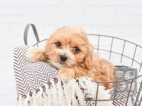 Cavachon-DOG-Male-RED-33314-Petland Novi, Michigan