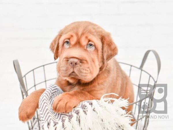 Mini Hippo DOG Male RED 33315 Petland Novi, Michigan