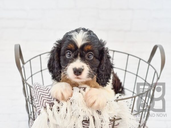 Cavapoo DOG Male TRI 33316 Petland Novi, Michigan