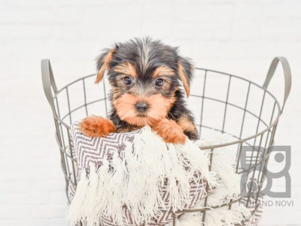 Yorkshire Terrier DOG Female BLK TAN 33317 Petland Novi, Michigan