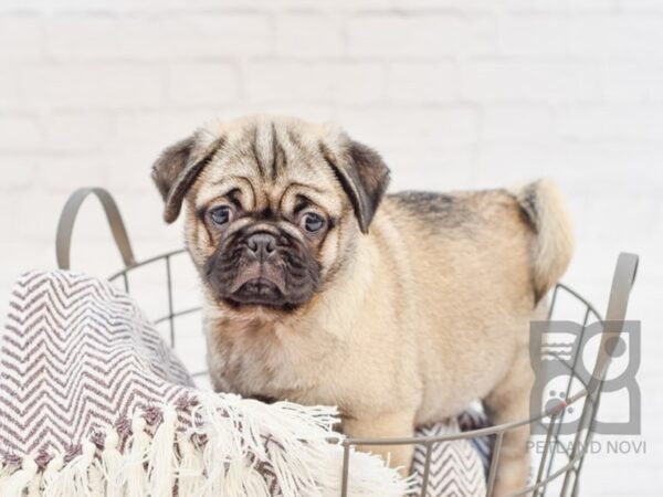 Pug DOG Male Fawn 33318 Petland Novi, Michigan