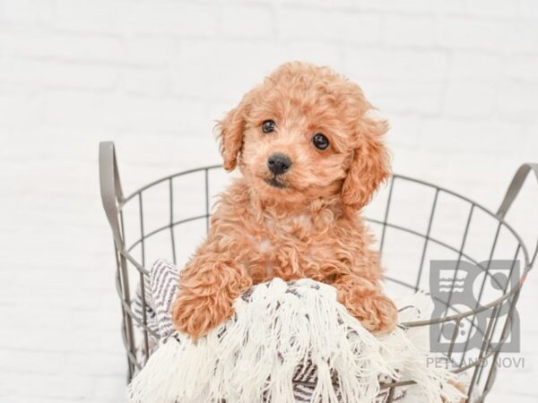 Poodle DOG Female RED 33319 Petland Novi, Michigan