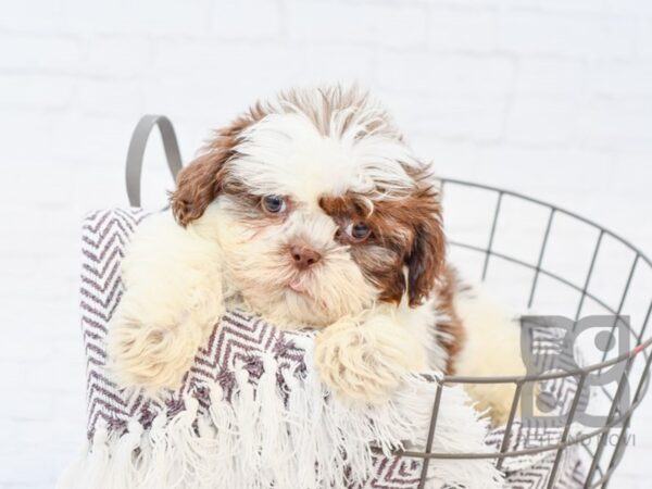 Shih Tzu DOG Male CHOC WHITE 33320 Petland Novi, Michigan