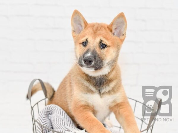 Shiba Inu DOG Male Sesame 33321 Petland Novi, Michigan