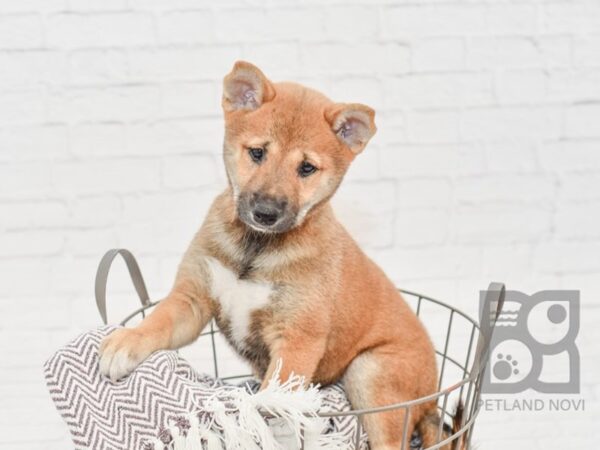 Shiba Inu DOG Female Sesame 33322 Petland Novi, Michigan