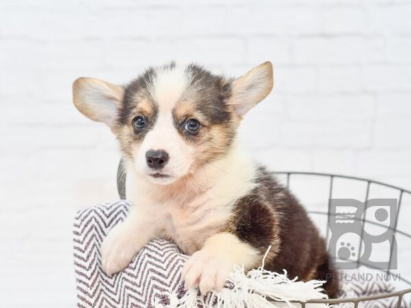 Pembroke Welsh Corgi DOG Male Black & White 33323 Petland Novi, Michigan