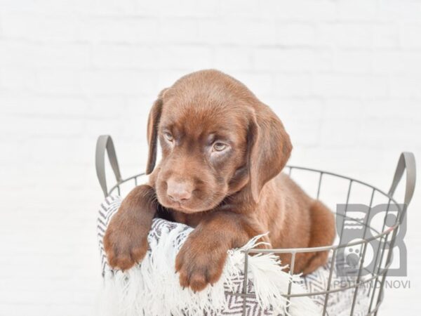 Labrador Retriever DOG Male Chocolate 33324 Petland Novi, Michigan