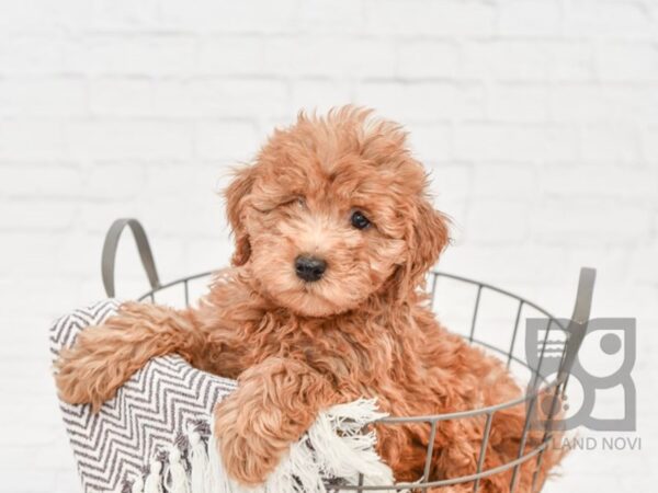 F2 MINI GOLDENDOODLE-DOG-Female-Red-33325-Petland Novi, Michigan