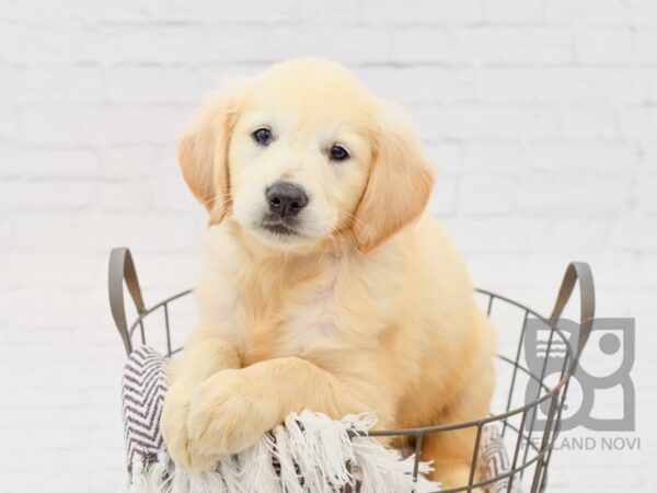 Golden Retriever-DOG-Female-LIGHT GOLDEN-33326-Petland Novi, Michigan