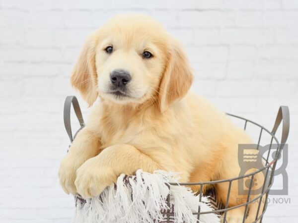 Golden Retriever DOG Male LIGHT GOLDEN 33327 Petland Novi, Michigan