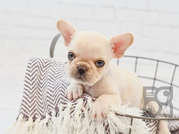 French Bulldog DOG Female Cream 33328 Petland Novi, Michigan