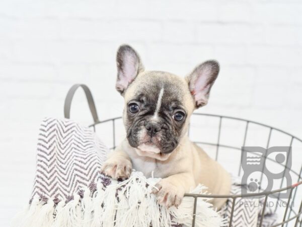 French Bulldog DOG Female Fawn 33329 Petland Novi, Michigan