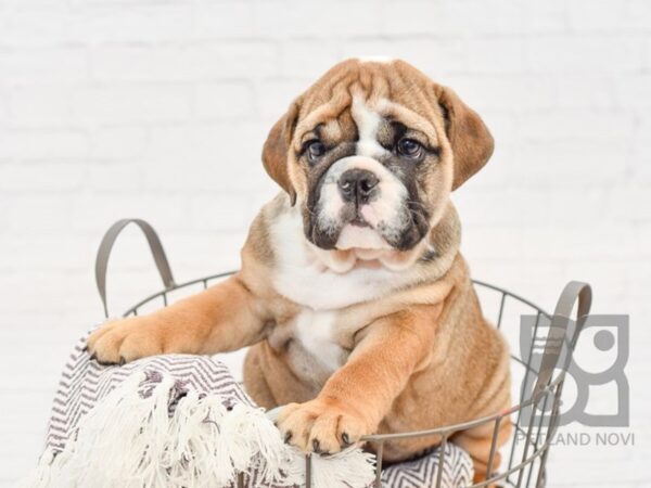 English Bulldog DOG Male Red 33330 Petland Novi, Michigan