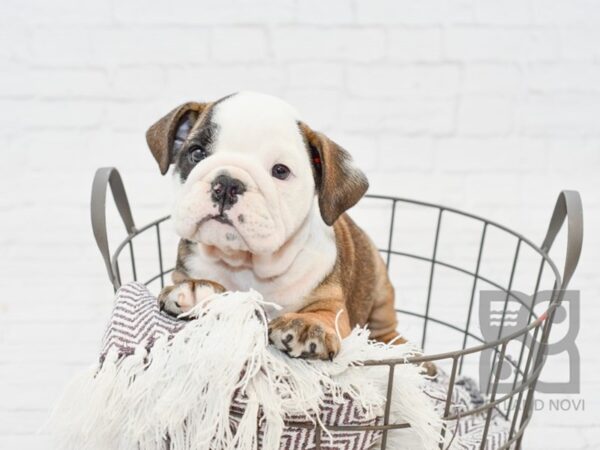 English Bulldog DOG Female Red & White 33331 Petland Novi, Michigan