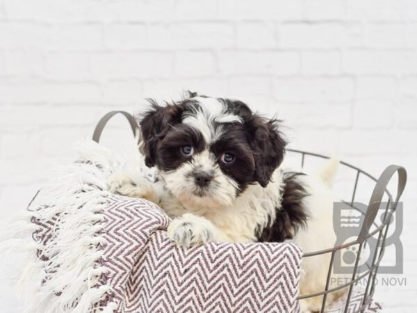 Teddy Bear DOG Female White / Black 33333 Petland Novi, Michigan