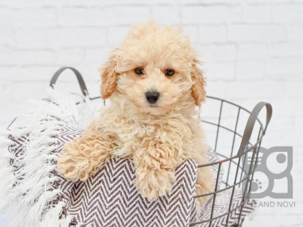 Poodle DOG Male Apricot 33334 Petland Novi, Michigan