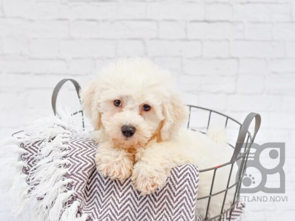 Bichon Frise DOG Male White 33335 Petland Novi, Michigan