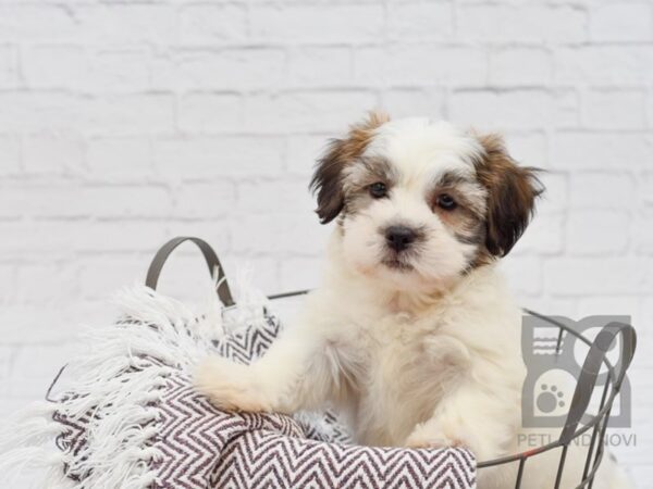 Teddy Bear-DOG-Male-White / Brindle-33336-Petland Novi, Michigan