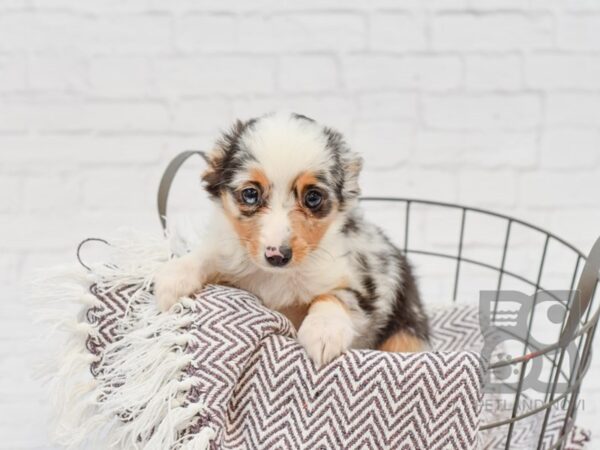 Mini Aussie-DOG-Male-Blue Merle-33337-Petland Novi, Michigan